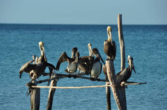 Uma turma da pesada toma conta de um pier na ilha de Holbox, no norte do Yucatán, no México